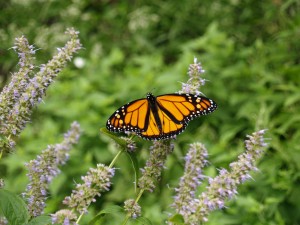 Monarchs and More: the Annual Butterfly Count @ Conservancy Cottage | Gladwyne | Pennsylvania | United States