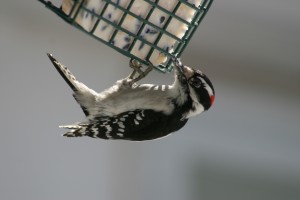 downy_woodpecker feeding