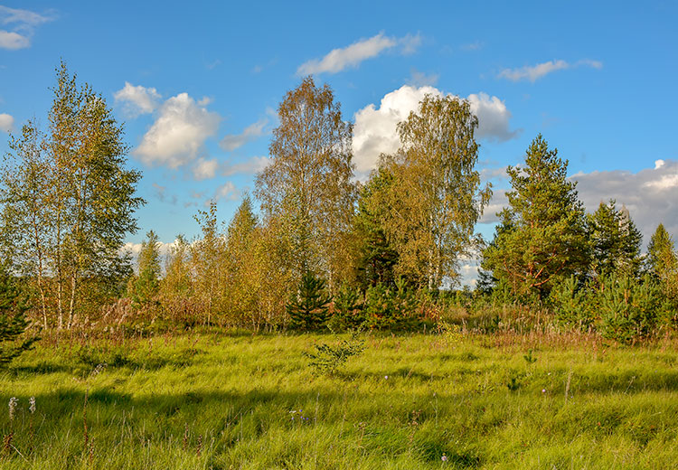 Field with trees